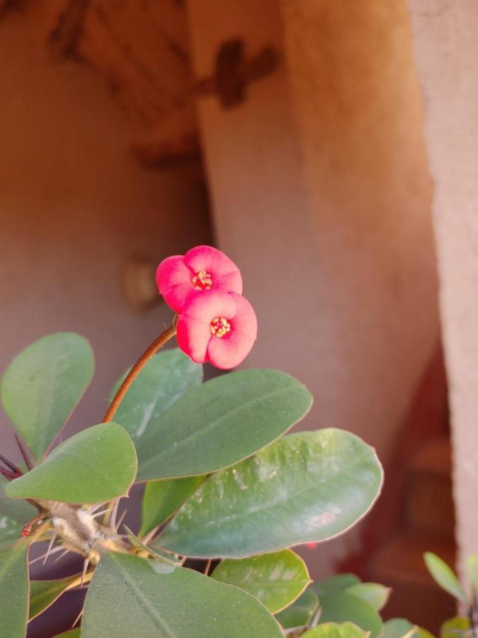 Bed and Breakfast Les Jardins Du M'Goun Kelaat-M'Gouna Zewnętrze zdjęcie