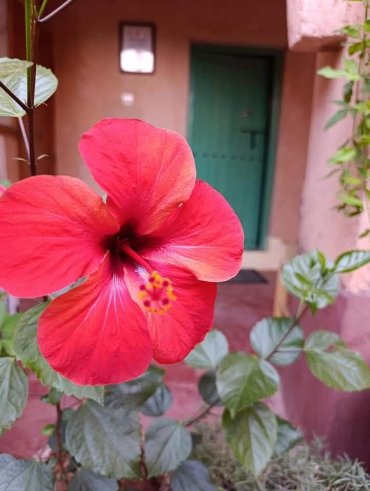 Bed and Breakfast Les Jardins Du M'Goun Kelaat-M'Gouna Zewnętrze zdjęcie